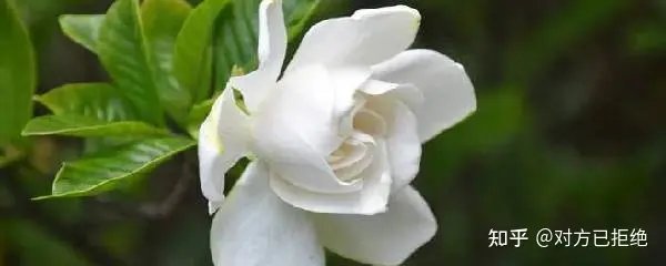 怎么养殖茉莉花的 茉莉花的养殖方法分享