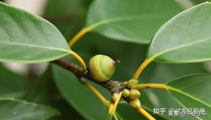 它是一种做豆腐的好材料 为什么如今却很少看见了