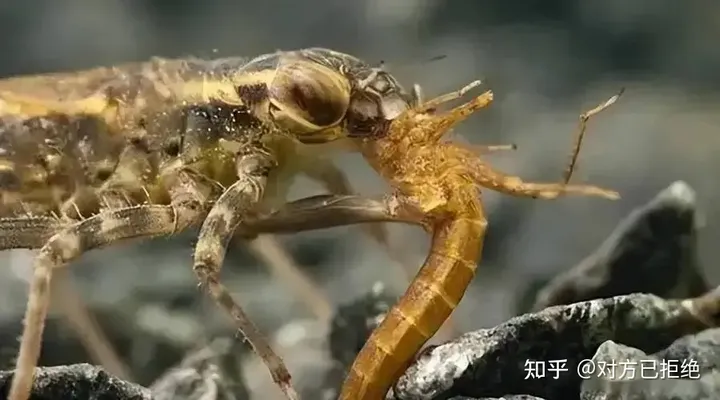 水虿1年能吃掉3000只蚊子8年才能长大 如今却变成了餐桌上的美食