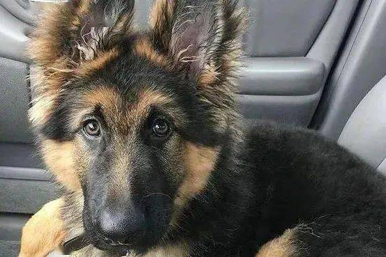 警犬基地淘汰犬怎么购买