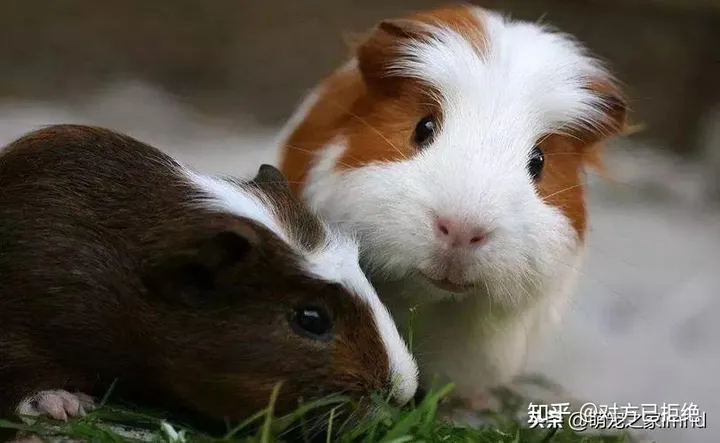 荷兰猪能长到多大小 荷兰猪的年龄又是怎么换算的