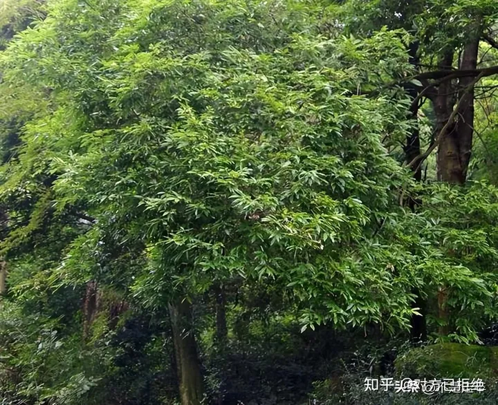 它是一种做豆腐的好材料 为什么如今却很少看见了